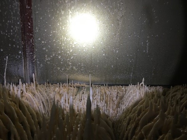 過濾前壁管(可見油漆結塊) 過濾前壁管(可見油漆結塊)